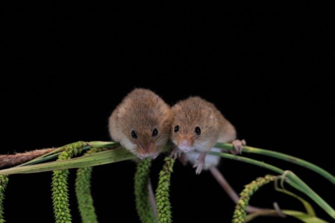 Eurasian harvest mouse (Micromys minutus), adult, two, pair, on plant stalks, spikes, foraging, at