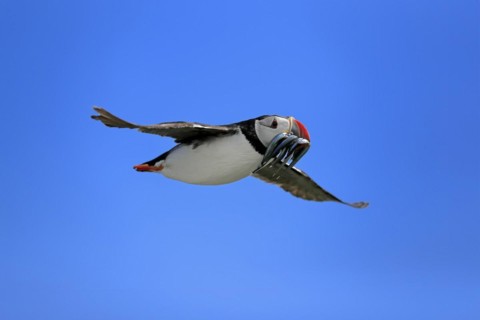 Puffin (Fratercula arctica), adult, flying, with sand eels, with food, Faroe Islands, England,