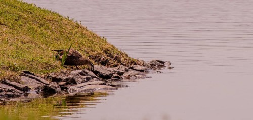 A rabbit rests by the water's edge among rocks and grass in a tranquil nature scene, in South Korea