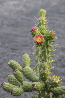 Cacti, Jardin de Cactus, Lanzarote, Canary Islands, Spain, Europe
