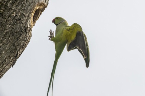 Rose-ringed parakeet (Psittacula krameri), flying, Speyer, Rhineland-Palatinate, Germany, Europe