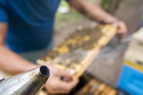 Fantastic beehive producing honey, nature, man and bee, sweet honey, honeycomb, nectar, beekeeping,