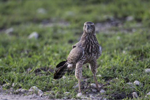 Silver Singing Goshawk, also known as pale chanting goshawk (Melierax canorus) juvenile, Madikwe