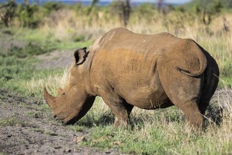 White rhinoceros (Ceratotherium simum), Madikwe Game Reserve, North West Province, South Africa,