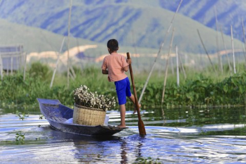 Boy standing in a canoe and navigating through the water plants, Inle Lake, Myanmar, Asia