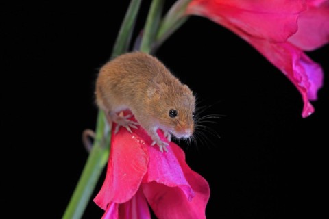 Eurasian harvest mouse (Micromys minutus), adult, on plant stem, flowering, foraging, at night,