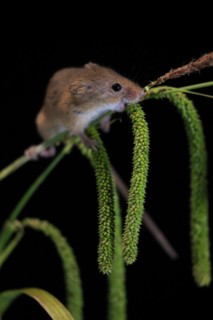Eurasian harvest mouse (Micromys minutus), adult, on plant stalks, ears of corn, foraging, at