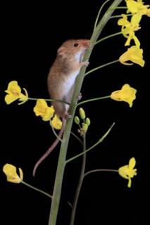 Eurasian harvest mouse (Micromys minutus), adult, two, pair, on plant stem, flowering, foraging, at