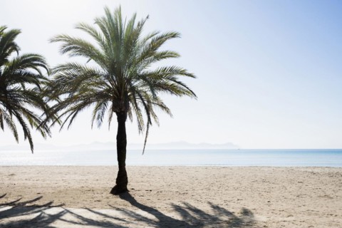 Beach with palm trees, Can Picafort, Bay of Alcudia, Majorca, Balearic Islands, Spain, Europe