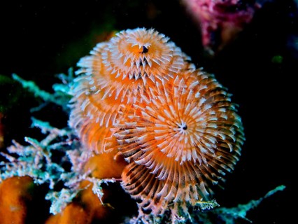 Christmas tree worm (Spirobranchus giganteus), dive site John Pennekamp Coral Reef State Park, Key