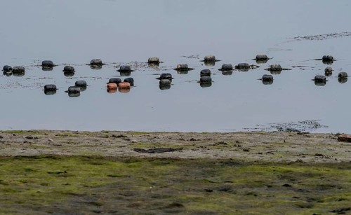 Black and red floats attached to a fishing net floating on surface of water with shoreline in the