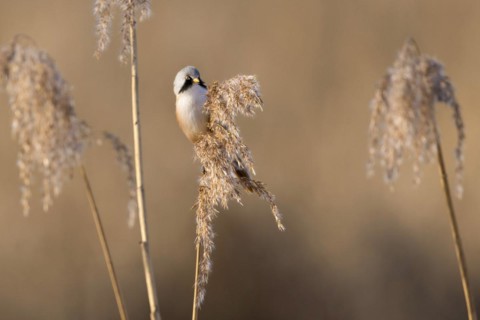 A bird in winter plumage perched on a dry reed, Bearded tit, Panarus Biarmicus