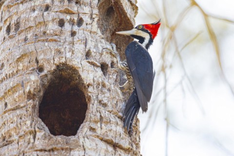Crimson-crested woodpecker (Campephilus melanoleucos) Pantanal Brazil