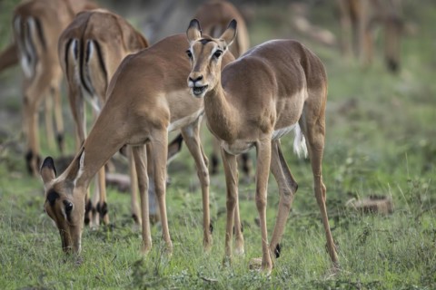 Black Heeler Antelope or Impala (Aepyceros melampus) herd with young, nursery, Madikwe Game