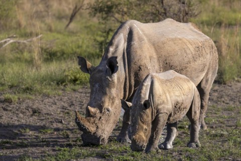 White rhinoceros (Ceratotherium simum) cow with baby, Madikwe Game Reserve, North West Province,