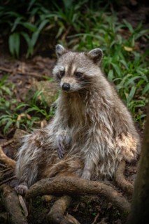 Raccoon in natural environment, close-up, portrait of the animal on Guadeloupe au Parc des