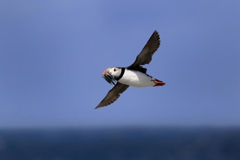Puffin (Fratercula arctica), adult, flying, with sand eels, with food, Faroe Islands, England,