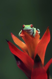 Red-eyed tree frog (Agalychnis callidryas), adult, on bromeliad, captive, Central America