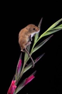 Eurasian harvest mouse (Micromys minutus), adult, on plant stem, flowering, foraging, at night,