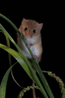 Eurasian harvest mouse (Micromys minutus), adult, on plant stalks, ears of corn, foraging, at
