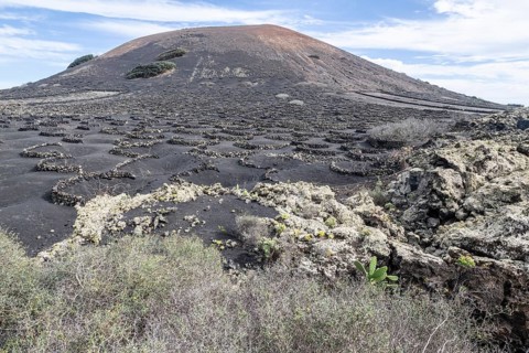 Lava landscape overgrown with lichens and succulents, in the background vineyards protected by dry