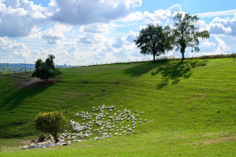 An idyllic landscape with domestic geese, a fence and a tree on a sunny hill under a blue sky with