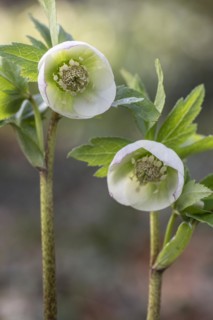 Lenzrose (Helleborus orientalis Hybride), Speyer, Rhineland-Palatinate, Germany, Europe