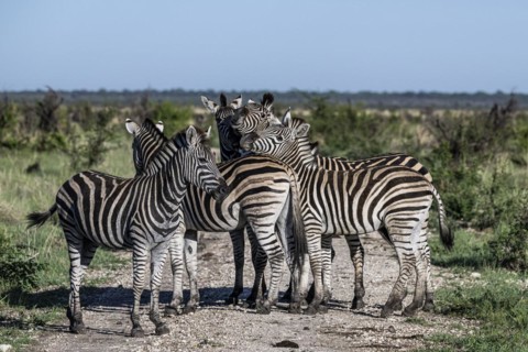 Plains zebra (Equus quagga) herd, Madikwe Game Reserve, North West Province, South Africa, RSA,