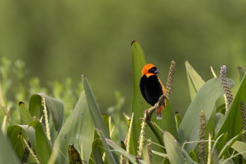 Southern red bishop (Euplectes orix), Irene, Gauteng, South Africa, Africa