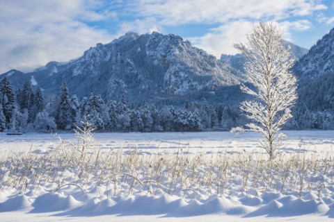 Schwansee in winter, behind it Neuschwanstein Castle and the Tegelberg, 1720m, near Hohenschwangau,