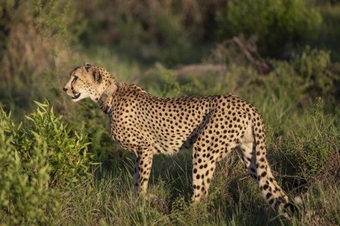 Cheetah (Acinonyx jubatus), Madikwe Game Reserve, North West Province, South Africa, RSA, Africa