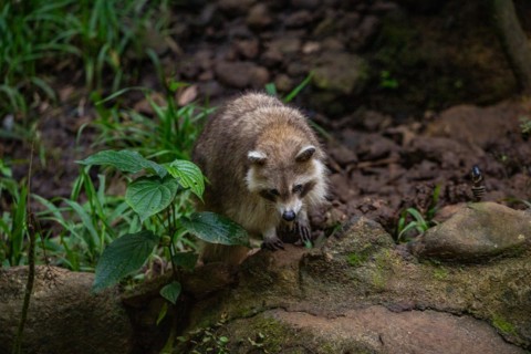 Raccoon in natural environment, close-up, portrait of the animal on Guadeloupe au Parc des