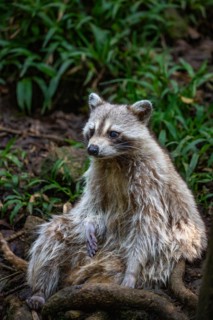 Raccoon in natural environment, close-up, portrait of the animal on Guadeloupe au Parc des