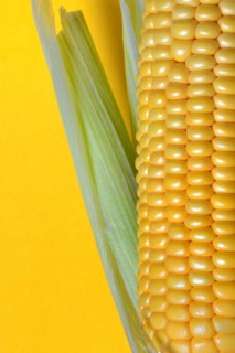 Corn corn cob with yellow background, close-up, corn (Zea mays)