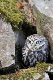 Little owl (Athene noctua), (Tyto alba), adult, at breeding den, alert, portrait, Lowick,