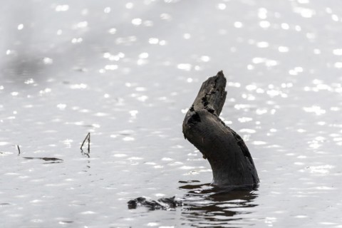 A single piece of wood protruding from a smooth body of water, Magdeburg, Saxony-Anhalt, Germany,