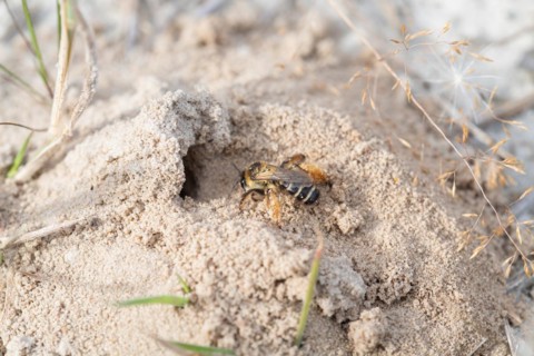 Brown-rumped trouser bee (Dasypoda hirtipes), wild bee on sandy soil in front of the nest entrance,