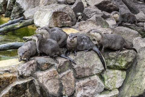 Dwarf otter, Asian oriental small-clawed otter (Aonyx cinerea), Heidelberg Zoo, Baden-Wuerttemberg,