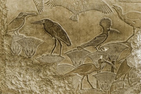 Hieroglyphics on a stone slab, birds, animal, ibis, message, drawing, Egyptian, kingdom, antiquity,