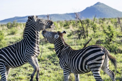 Plains zebra (Equus quagga) 2 stallions fighting, Madikwe Game Reserve, North West Province, South