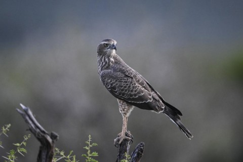 Silver Singing Goshawk, also known as pale chanting goshawk (Melierax canorus) juvenile, Madikwe