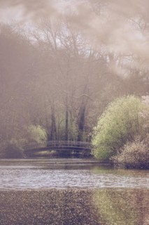 Bridge in Rombergpark surrounded by leafy trees and bushes, in the foreground the lake, partly