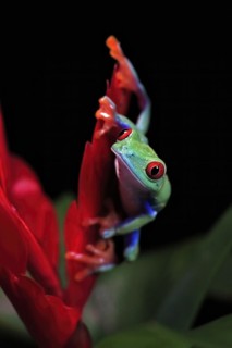Red-eyed tree frog (Agalychnis callidryas), adult, on bromeliad, captive, Central America