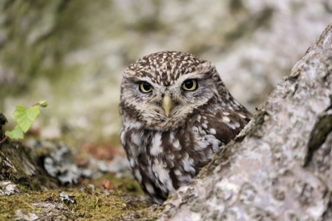 Little owl (Athene noctua), (Tyto alba), adult, on tree trunk, alert, portrait, Lowick,