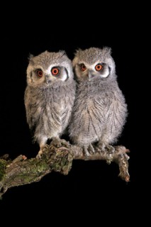 Southern white-faced owl (Ptilopsis granti), juvenile, two juveniles, siblings, at night, on guard,