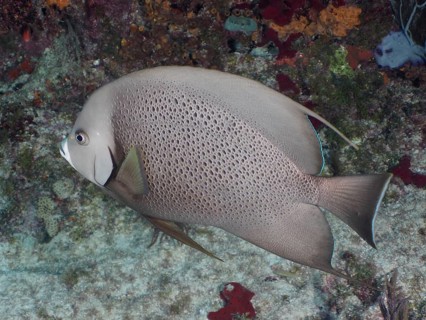 Gray angelfish (Pomacanthus arcuatus), dive site John Pennekamp Coral Reef State Park, Key Largo,