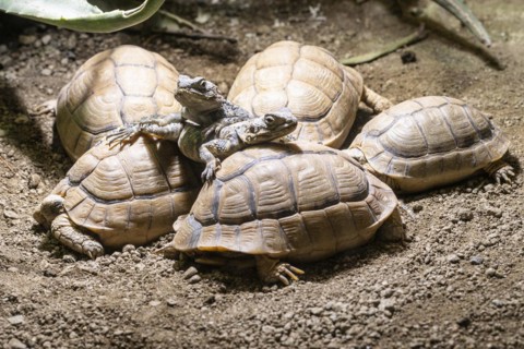 Egyptian tortoises (Testudo kleinmanni) and black hardun (Stellagama stello), Heidelberg Zoo,