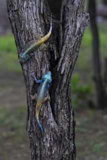 Blue-throated Agama (Acanthocercus atricollis), Madikwe Game Reserve, North West Province, South