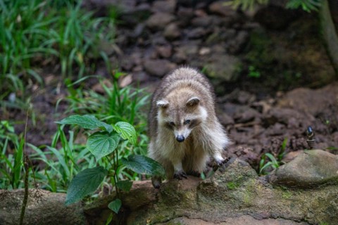 Raccoon in natural environment, close-up, portrait of the animal on Guadeloupe au Parc des