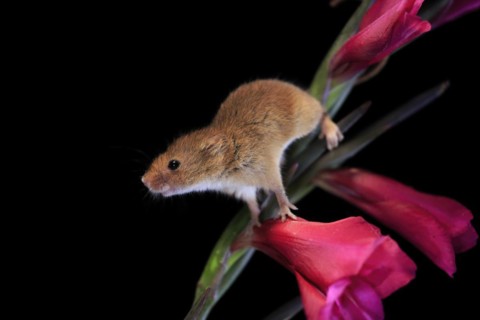 Eurasian harvest mouse (Micromys minutus), adult, on plant stem, flowering, foraging, at night,